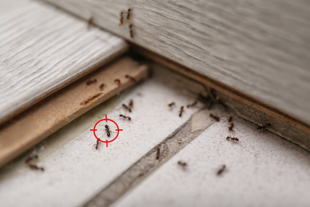 Pest Control for Restaurants in Marshfield, MO