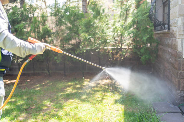 Wasp Removal Services in Marshfield, MO
