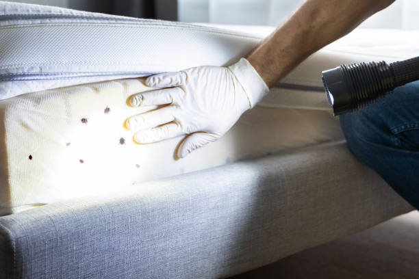 Best Ant Control Services  in Marshfield, MO