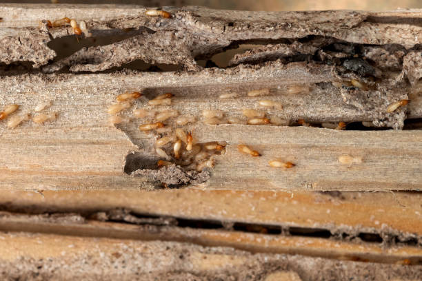 Spider Control Near Me in Marshfield, MO