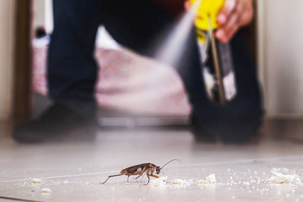 Best Affordable Pest Control Services  in Marshfield, MO